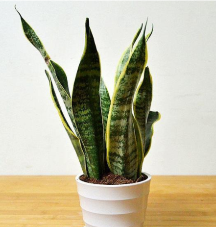 甲醛的克星是什么？